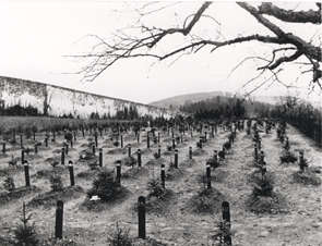 Bild: Als Einzelgräber getarnte Massengräber der Anstalt Hadamar, 1945